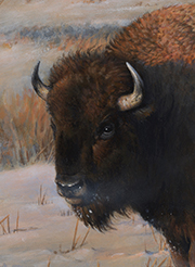 bison detail